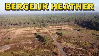 Bergeijk heather | The Netherlands