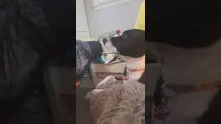 Dog Loves Watching Airbud