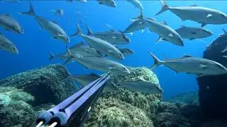 Amberjack in Greece-Thassos