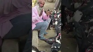China duck Farming shorts.
