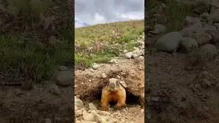 Innocent Animal of Deosai National Park Marmot #deosai #marmot #wildanimals #pov #shorts