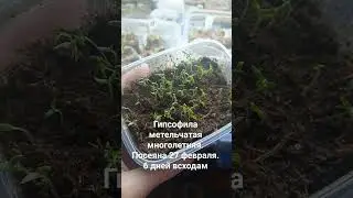 всходы гипсофилы метельчатой. #shortvideo #shorts#гипсофила#цветы#цветыналаче#многолетники