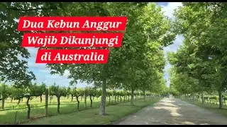 JALAN-JALAN MENYUSURI KEBUN ANGGUR SANDALFORD DAN LANCASTER WINERY DI PERTH, AUSTRALIA #destinasi