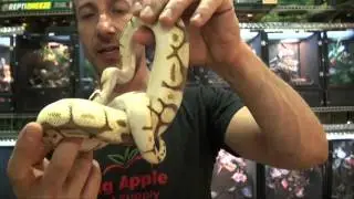 Lesserbee Ball Pythons For Sale. Buy at Big Apple Pet with Same Day Shipping.