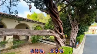 旋转杜松 Hollywood Juniper