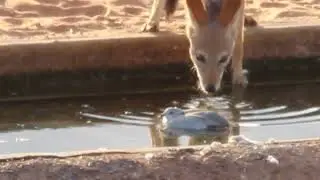 Jackal vs. Dove