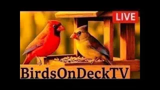 🐦Birds on Deck TV Live Bird Feeder Camera | 🐱Cat TV