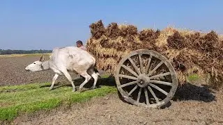 Cow Cart Heavy Load Performance | Bullock Cart heavy load stuck mud | Bullock Ride
