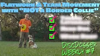 Disc Dog Flatwork with a Pit Bull
