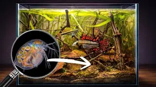 I Made a Lake Ecosystem For Bonnie And Clyde