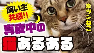 【飼い主共感！】真夜中の猫あるある