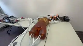 Adult Torso with Heart and Lung Pumps