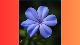 Blue Plumbago aka Forget Me Not Plant Wonder Benefits