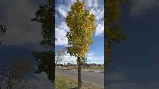Chasing the fall colors on trees near the lake shore #fallcolors #trees #fallseason #lakeshore#birds