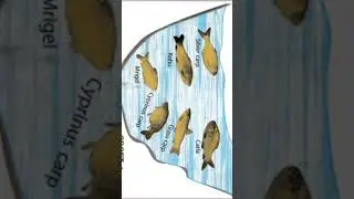 CHARACTERISTICS OF FISH AND CULTURE COMBINATION OF MAJOR CARPS.