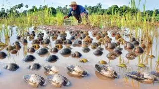 amazing fishing! catch snail clams a lots coming out when flooding by a fisherman skill today