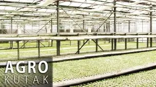 Agro Kutak 18 - Plastenička proizvodnja