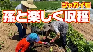 【あれ？キタアカリがない？？？】【ジャガイモ】収穫