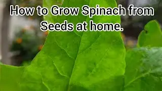 How to Grow Spinach From Seed to Harvest | Complete Step-by-Step Guide