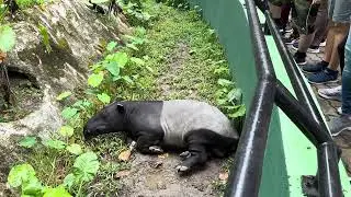 Lazy Malaysian animal #zoonegara #tapir