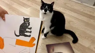 Cats interested in books📕 本が気になる猫姉妹