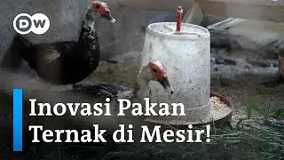 Azolla: Inovasi ubah tanaman menjadi pakan ternak terjangkau