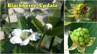 Blackberry Fruit Care & Fertilizer | How To Grow Blackberry In Containers