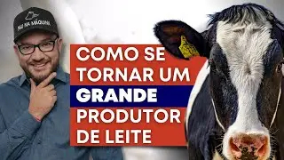O SEGREDO para se tornar um grande produtor de leite.
