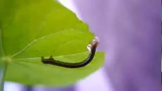 Geometridae caterpillar whistling on a leaf