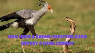 How Does a Snake-Hunting Bird Defeat a King Cobra?