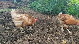 Rescued Hens from Egg Farm the First 6 Weeks PART1