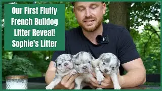 Our First Fluffy Frenchie Litter! Sophie's LItter Reveal
