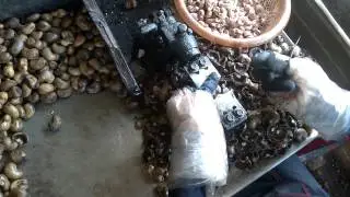Manual Cashew Nut Shell Tool