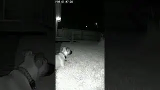 Unseen Presence Draws Dog To the Fence As Something Creeps Past Caught on Cam #ghost #horror #scary