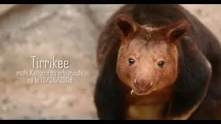 Parrainez un animal de Beauval ! Un geste utile et engagé pour la biodiversité