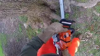 Cutting Down Maple Tree