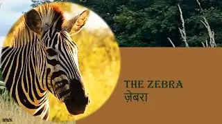 ZEBRA: FACTS AND TYPES- ज़ेबरा: तथ्य और प्रकार