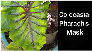 Growing Colocasia Pharaoh's Mask in UK| Elephant's Ear Pharaoh's Mask