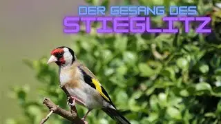 Der Gesang der Stieglitz | Ein Konzert der Natur