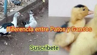 Diferencia entre patos y Gansos 🦢 Mira la reacción de mis patos 🦆 al verlos por primera vez