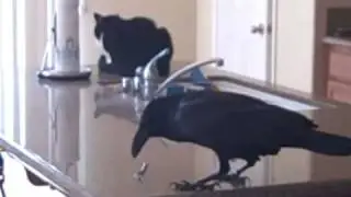 Raven - Edgar on the kitchen counter