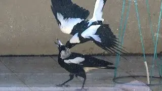 Australian Magpie Family Melodrama