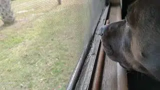 Sushi Waiting on Neighbors Horse