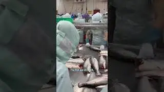 Pangasius - Ocean Treasure Seafood Portfolio  #oceantreasure #seafood #fishing