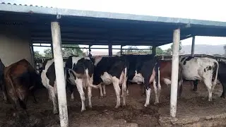 Como acabar com a mastite na sua propriedade? Vou te dar dicas de ouro!