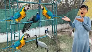 Beautiful Colour Birds 🐦 