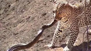 Leopard Attacks Python in Kruger