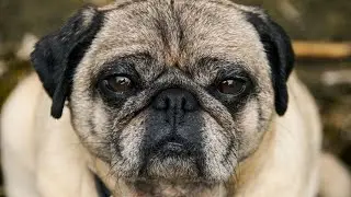 12 Problems Only Pug Owners Would Understand🐾🐾🐾