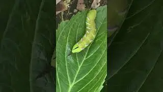 Privet Hawk Moth Caterpillar  Britain's Bright Green Garden Beast