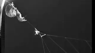 Katapult-Spinne schleudert sich selbst auf ihre Beute